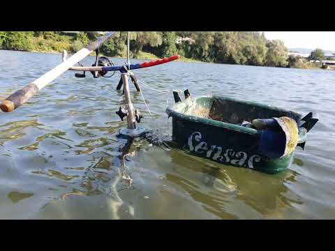 Pecanje na Drini - Plotica / Skobalj