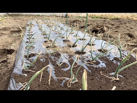 園芸 菜園に欠かせない常緑玉ねぎ、ネギ。