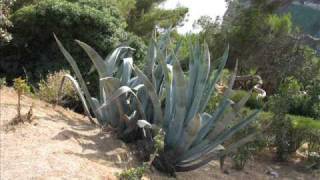 Celine Dion - Amar Haciendo El Amor