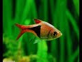 Best Fish For Live Plant Aquarium