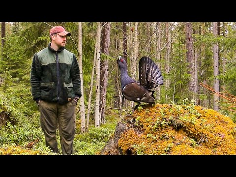 Galen tjädertupp - Tjäder - Tjäderspel - Capercaillie