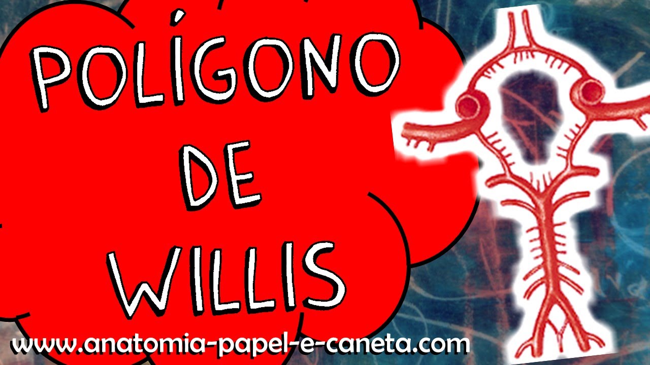 Artérias do encéfalo (Parte 1/3) - POLÍGONO DE WILLIS