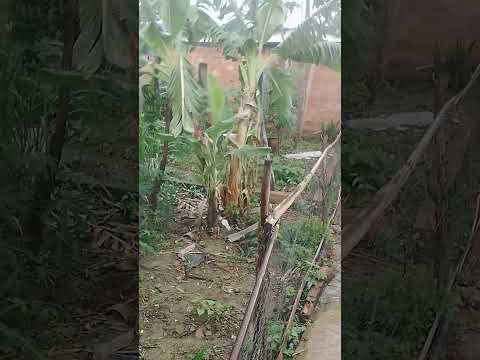 Goiás tá chovendo Niquelândia