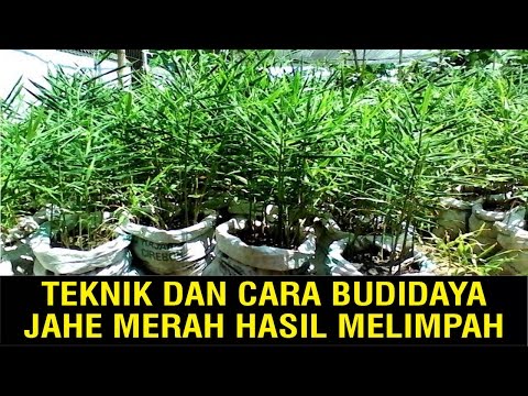 Dana dari prostatitis dan untuk meningkatkan potensi pada pria Bagaimana untuk memperbesar penis Anda tanpa semua