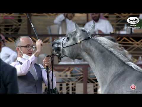 N 24 LEHWEILAH AL SHAQAB   Katara Int  Arabian Peninsula Horse Show 2022   Yearling Fillies Class 1B