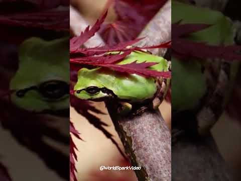 パシフィックアマガエルについて詳しく解説