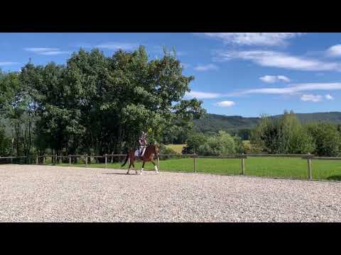 Verkaufspony "Maurik" - Welsh - 148cm - 2020