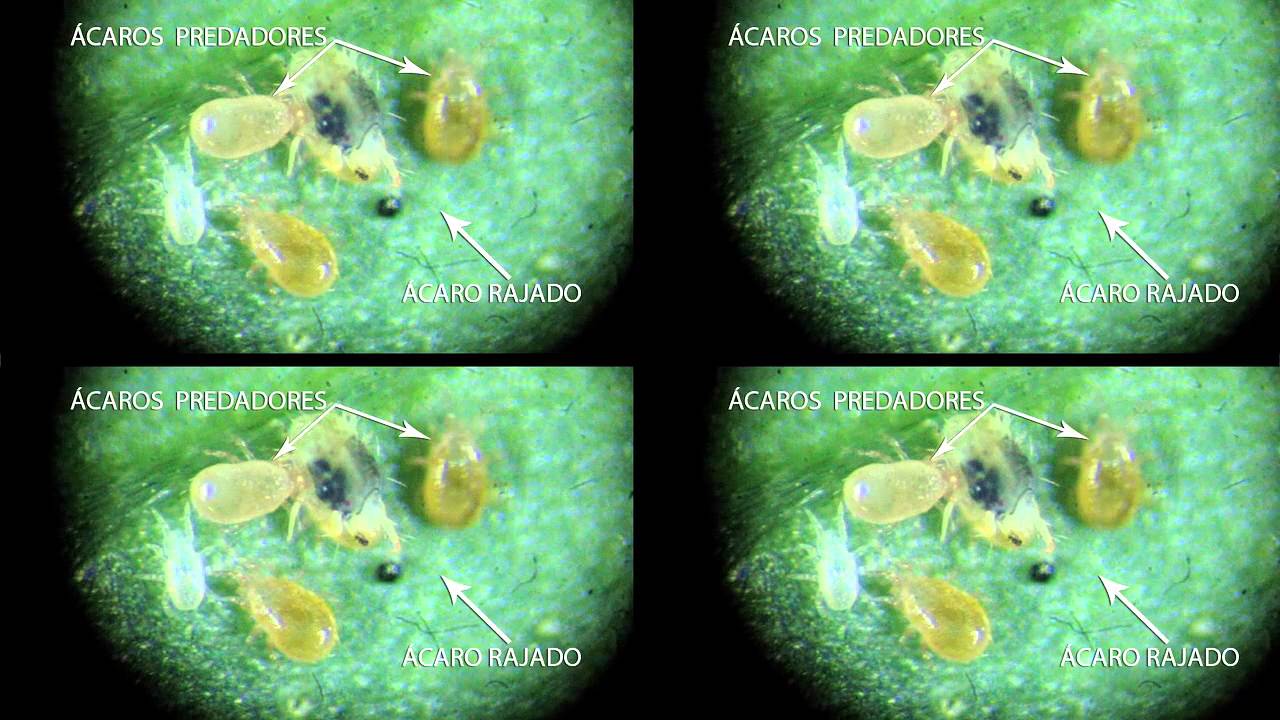 Tecnologia Sustentável - Ácaros Predadores