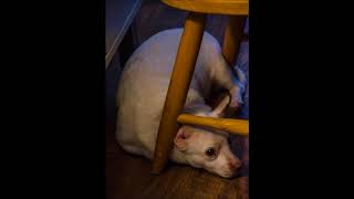 Against Me! T.S.R.  This Shit Rules