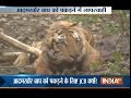 Controversial video raises question over tiger rescue operation in Nanital