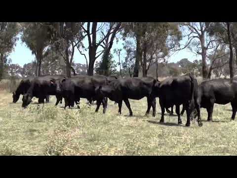 Hellfire Angus Red Tags