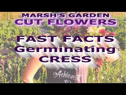Germinating Cress - Fast Facts - Growing Cress From Seed Cut Flower Farm Wet Areas Plants for Ponds