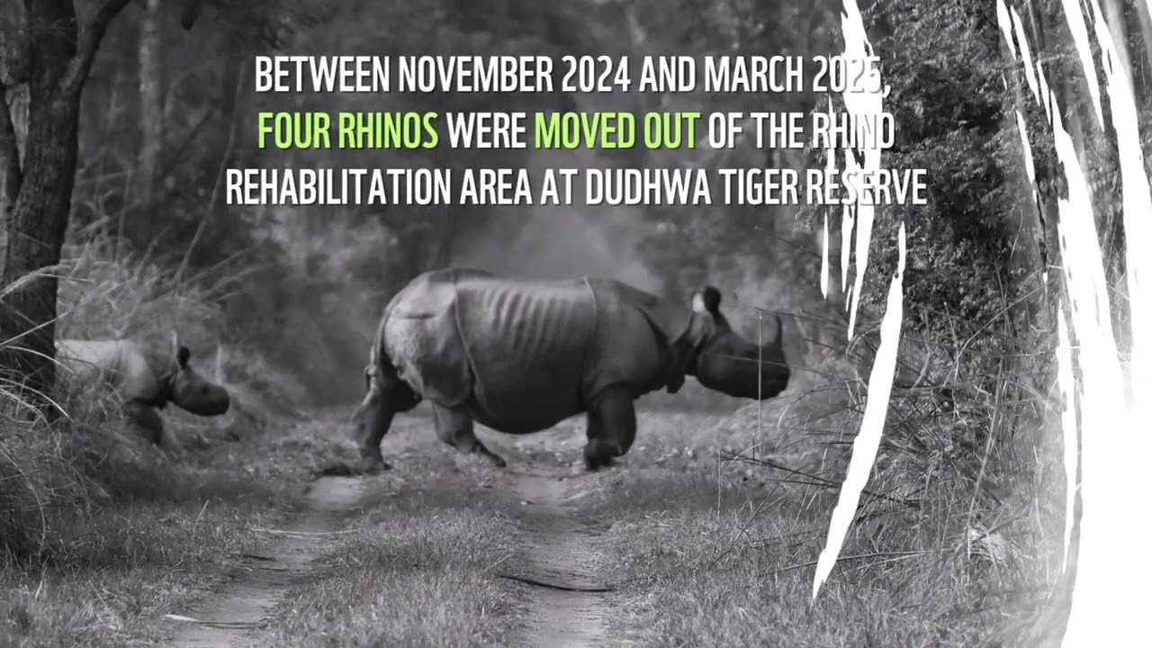Back To The Wild | World Rhino Day 2025 | WWF-India