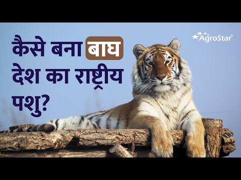 बाघ को राष्ट्रीय पशु क्यों घोषित किया इससे जुडी कुछ रोचक बातें!