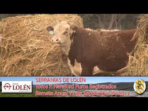 06-09-17 Toros Hereford P.R. - Dia de Campo Cabaña Lolén de Delfinagro - C. Suarez