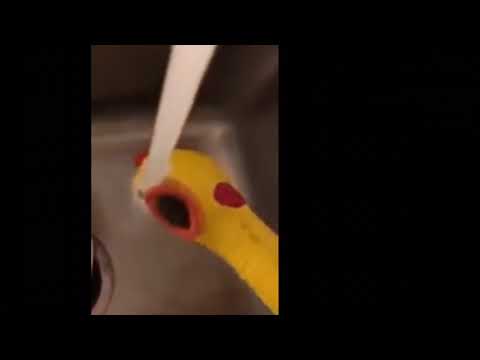 Drowning Rubber Chicken