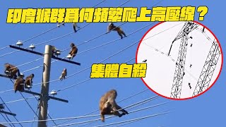 Re: [新聞] 日JR列車驚見男屍趴車頂　死者竟搭了3趟9