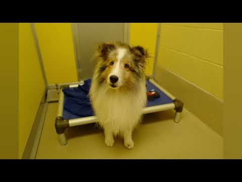 Jacob is a Sheltie and estimated to be right around six years old. ￼ read more below.