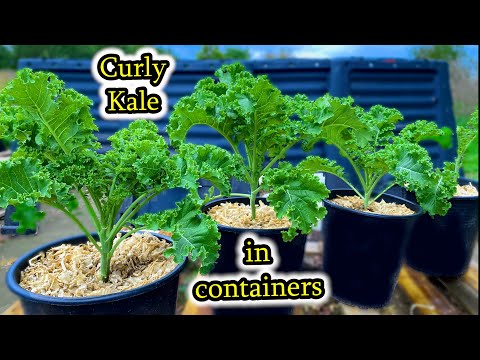 How to Grow Kale from Seed to Multiple Harvests - Container Gardening