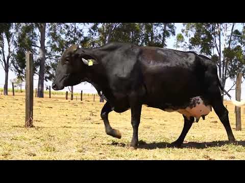 VACA PARIDA - AUTENTICA JEDI FIV DO GARIMPO - 5121-BB - 1/2 HOL X 1/2 GIR