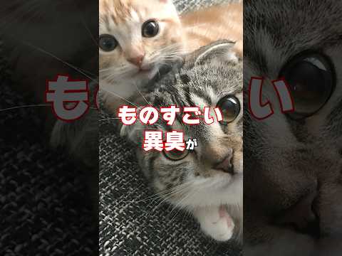 なぜ猫は食べ物を埋めるのでしょうか?