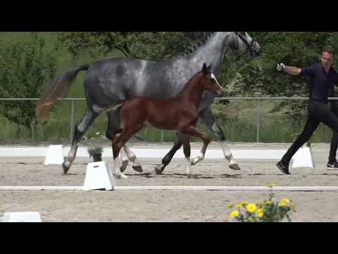 KN 12 Carlo Colucci Hf v.  Cascadello I - For Fashion