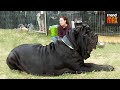 The BIGGEST DOG BREEDS In The World