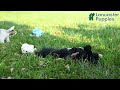 Mixed Breed dogs for sale: Farrah - Video 1