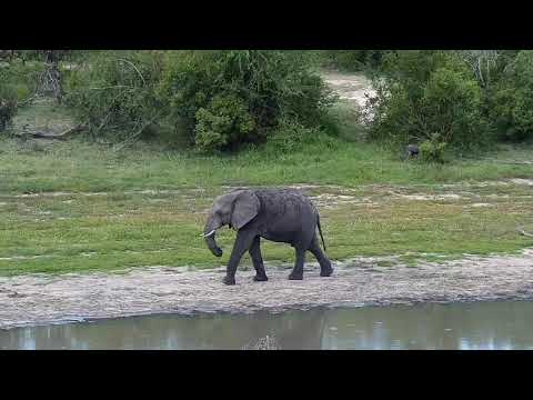 Djuma: Impalas, Wildebeests, Nyalas, Waterbuck, Warthog and lone Elephant - 16:10 - 12/14/20