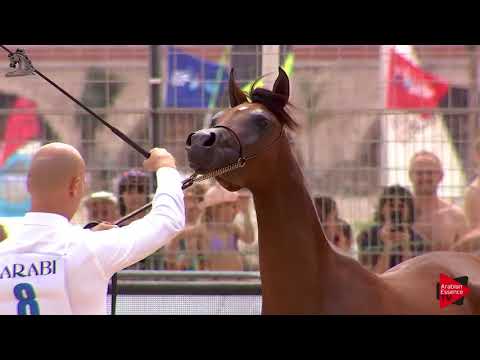 N.8 AL YAZI BHM - Menton 2018 - Yearling Fillies (Class 1A)