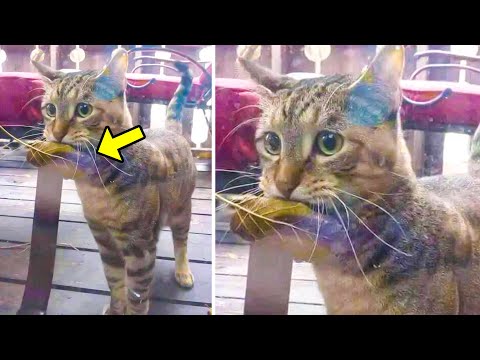 お腹を空かせた猫が葉っぱのある店に魚を買いに行ったら、売り子が信じられない行動をとりました！