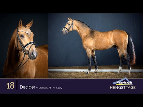 Ponyforum Hengsttage Nr. 18 DECIDER * 2018 v. Dreiklang AT