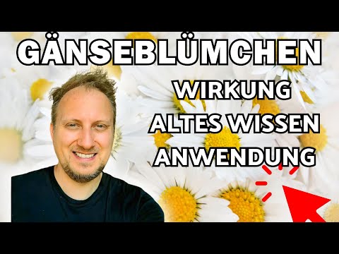 Gänseblümchen Wirkung, Anwendung & altes Wissen 🌞 (Bellis perennis)