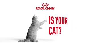 Royal Canin — Stay Curious Cat 2H Campaign Awareness YouTube OLV A 06 Eng BR VID 16x9