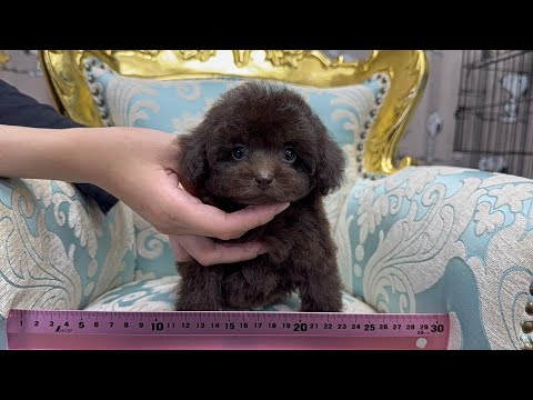YouTube動画のサムネイル