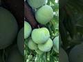 Enjoy Beautiful Sweet Green Fruits