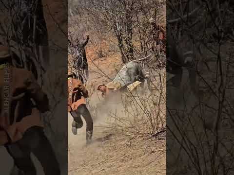 Um pouco da tradicional pega de boi de Jutaí, Distrito de Lagoa Grande PE, Terra dos Vaqueiros.