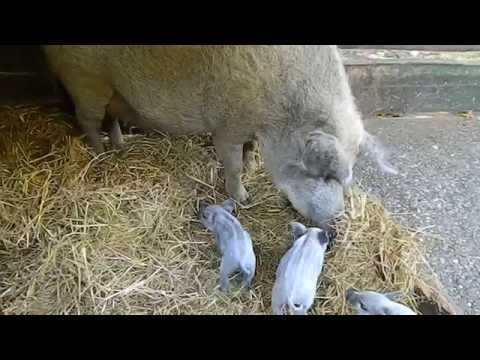 Apró mangalica malacok a Budakeszi Vadasparkban