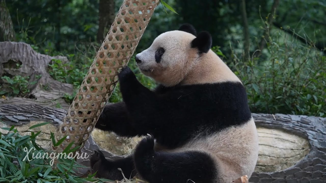 大きくたっていつも通り回すシャンシャン