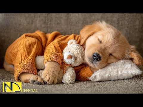 24 HOURS of Dog Calming Music 🐶🎵 Deep Sleep 💖 Anti Separation Anxiety Relief | No Ads
