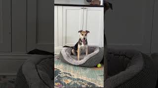 Video preview image #1 Mutt Puppy For Sale in NYC, NY, USA