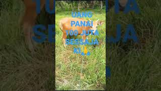 Download lagu UANG PANAI 100 JUTA SESSAJAKI🙏#storywa30detik #storytime #storywa #storybugis #janganlupasubscribe mp3