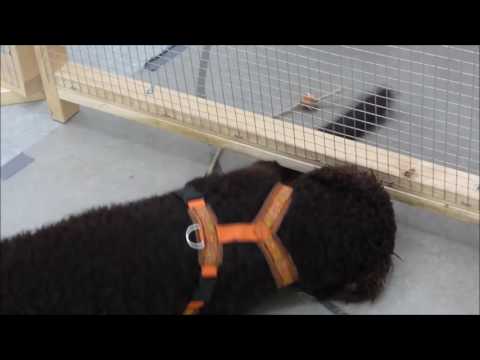 Im Clever Dog Lab 2015-11-25 (2)