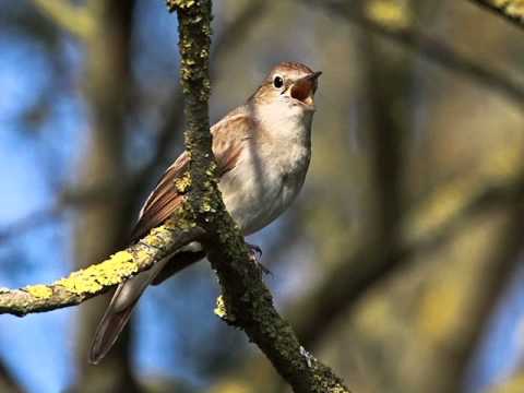 Nelson Eddy Sings - Serenade