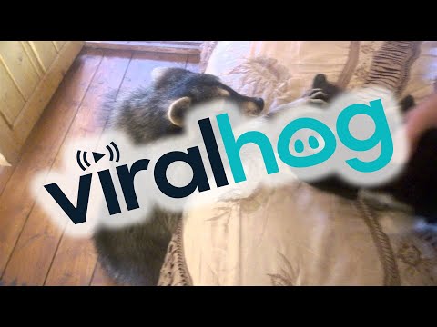 Waschbär flirtet mit Katze