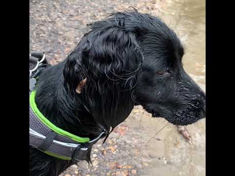 Luna-tic Pooches video.