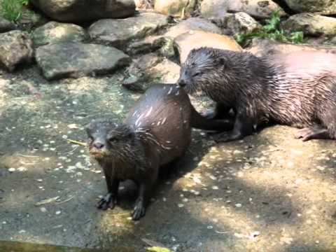 ZooParc Overloon met opa&oma