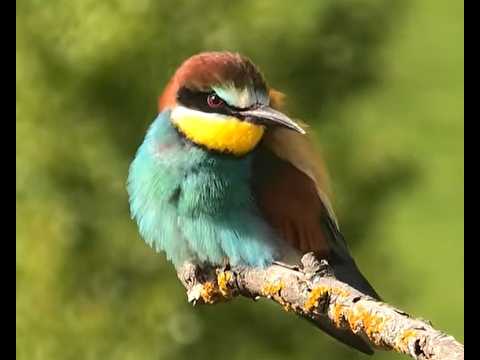 ABEJARUCO COMÚN | BEE-EATER | Merops apiaster