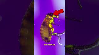 Download lagu This Tiny Insect Spread the BUBONIC PLAGUE! mp3