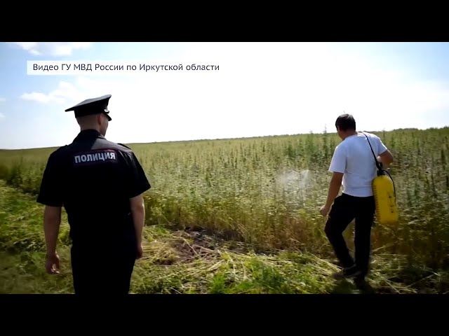 В Ангарске раскрыто 107 преступлений, связанных с наркотиками